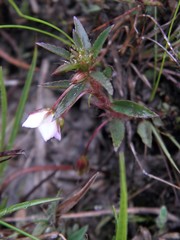 Sauvagesia erecta