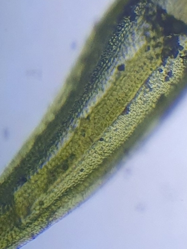 Image of Pointed Beard-Moss (Didymodon acutus) by no rights reserved