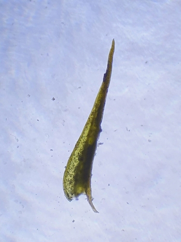 Image of Didymodon acutus by no rights reserved