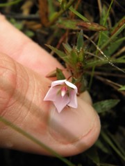 Sauvagesia erecta