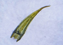 Didymodon acutus