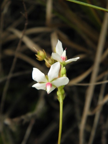 Sauvagesia glandulosa