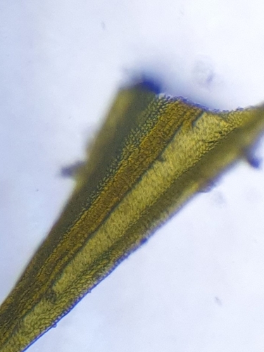Image of Didymodon acutus by no rights reserved