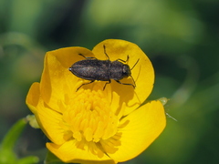 Anthaxia nigrojubata