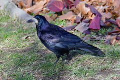 Corvus frugilegus