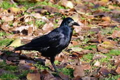 Corvus frugilegus