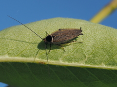 Ectobius erythronotus