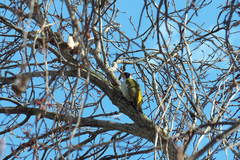 Picus viridis