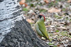 Picus viridis