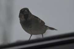 Passer domesticus