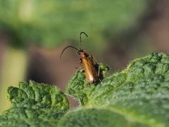 Rhagonycha nigriventris