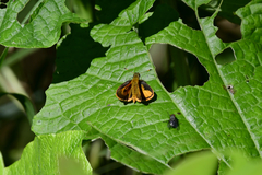Choranthus vitellius