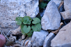 Mimophytum alienoides
