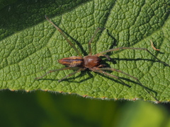 Cheiracanthium punctorium