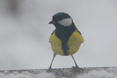 Parus major