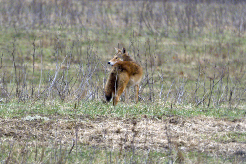 Coyote photographed in Indiana