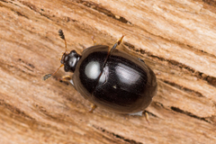 Cyllodes ater