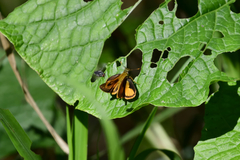 Choranthus vitellius