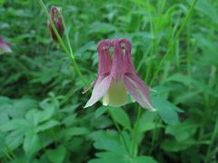 Aquilegia oxysepala