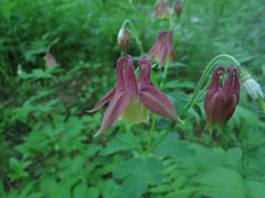 Aquilegia oxysepala