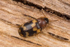 Mycetophagus piceus