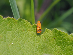 Commophila aeneana