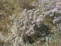 Limonium sareptanum