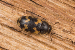 Mycetophagus piceus