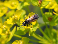 Tenthredo neobesa
