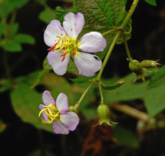 Chaetogastra brachyphylla