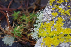 Ramalina siliquosa