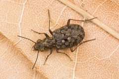 Elaphrus riparius