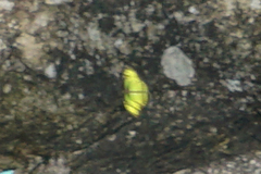 Philaethria diatonica