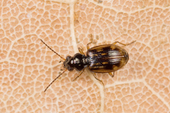 Bembidion octomaculatum