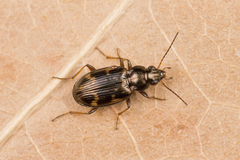 Bembidion varium
