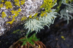 Ramalina siliquosa
