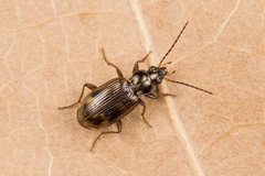 Bembidion dentellum