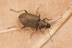 Bembidion striatum