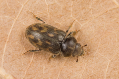 Heterocerus marginatus