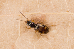Bembidion articulatum