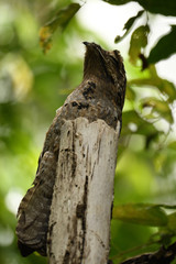 Nyctibius griseus