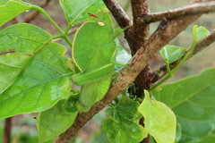 Teratodes monticollis