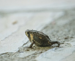Breviceps