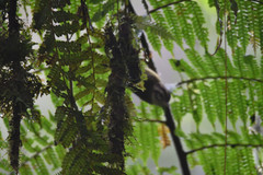 Basileuterus melanotis