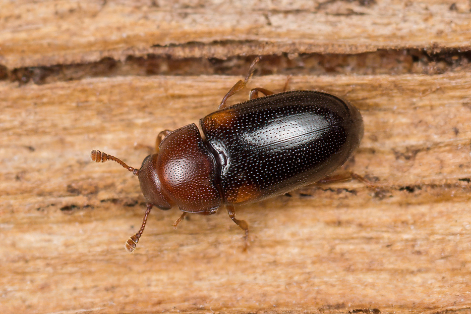Dacnini