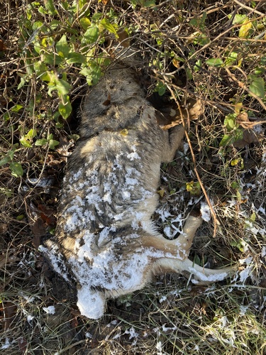 Coyote photographed in Maryland