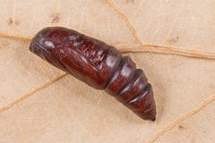 Acronicta megacephala