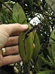 Acianthera saurocephala