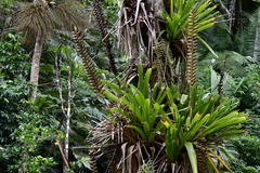 Vriesea macrostachya