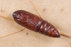 Acronicta megacephala